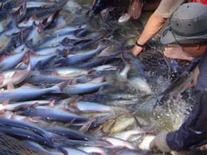 Yêu cầu WWF đưa cá tra VN khỏi danh sách đỏ