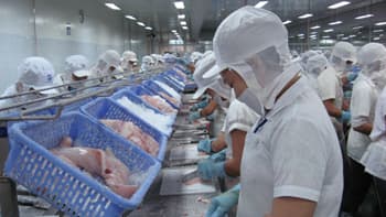 Giá cá tra nguyên liệu tăng mạnh