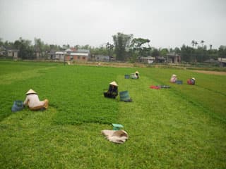 Làng rau má Phước Yên