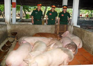 Hiệu quả từ V.A.C