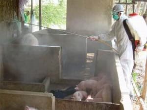 Bắc Giang: Hơn 2 tỷ đồng phòng, chống dịch tai xanh ở lợn