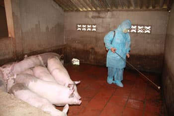 Chủ động “né” dịch tai xanh