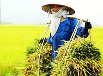 Hà Nội: Thu hoạch lúa đông xuân đạt 90%