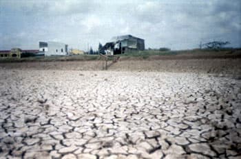 Tôm chết hàng loạt - Nông dân nặng gánh lo