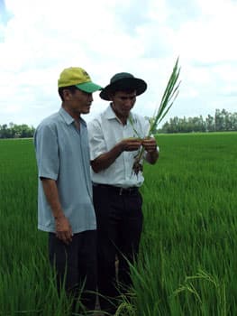 Bài 2: Trồng lúa chất lượng cao gắn với bao tiêu sản phẩm