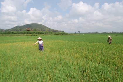 Cùng nông dân tìm phương cách trị bệnh hại lúa