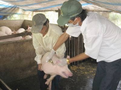 Các địa phương nỗ lực khống chế dịch lợn tai xanh