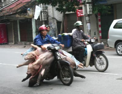 Hà Nội: Hoạt động giết mổ, vận chuyển, chế biến, buôn bán gia súc, gia cầm vẫn bị thả nổi