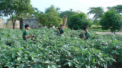 Bộ đội H18 trồng rau trái vụ
