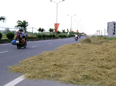 Quốc lộ thành… sân phơi
