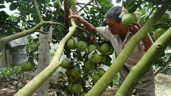 Bưởi Diễn, đặc sản của Hà Thành