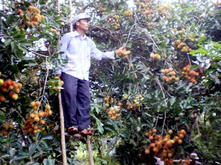 Khởi sắc trên quê hương chị “Út Tịch”