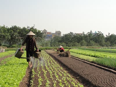 Rau xanh đắt vì bị thương lái “ngắt ngọn”