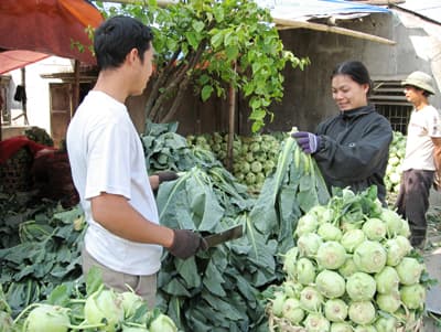 Mùa rau ý Đảng - lòng dân