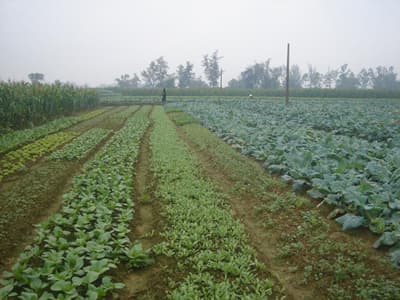 Rau sạch vùng lũ Hà Tĩnh vào vụ Tết