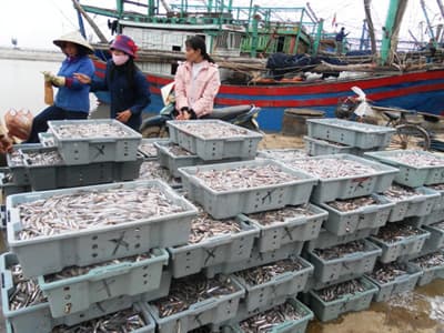Chuyến tàu cá cuối năm "trúng quả"