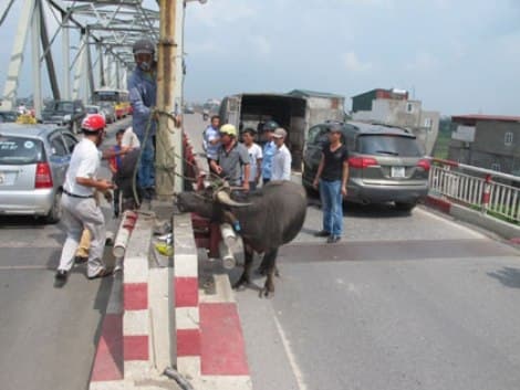 Trâu xổng chuồng, húc một người bị thương