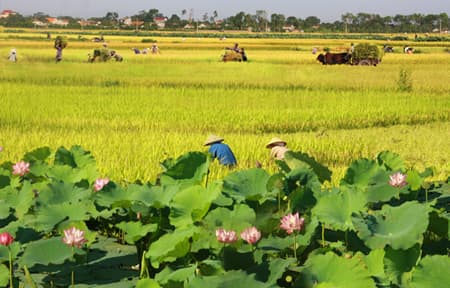 Chờ những vụ lúa bội thu