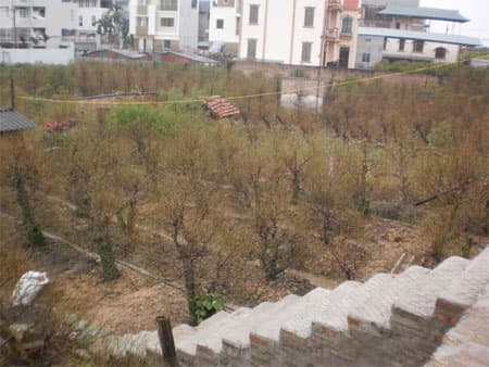 Đào Tết Nhật Tân chuẩn bị ra hoa...