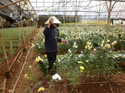 Đà Lạt được mùa hoa