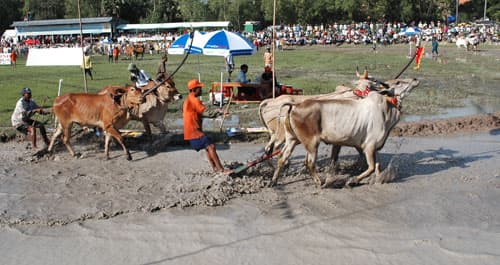 Đua bò trong Ngày hội văn hóa Khmer Nam bộ