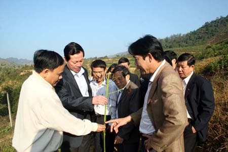 Khẩn trương khắc phục hậu quả rét hại