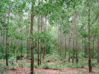 850 tỷ đồng cho Chương trình tổng điều tra, kiểm kê rừng toàn quốc