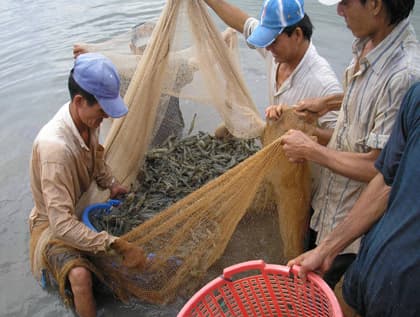Giá tôm, cá tăng cao- người dân oằn mình chịu chi phí