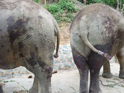 Đắc Lắc: Xét xử vụ án chặt trộm đuôi voi bán kiếm tiền