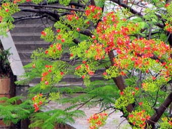 Nắng hạ