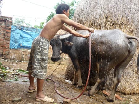 Nước sạch... tắm trâu