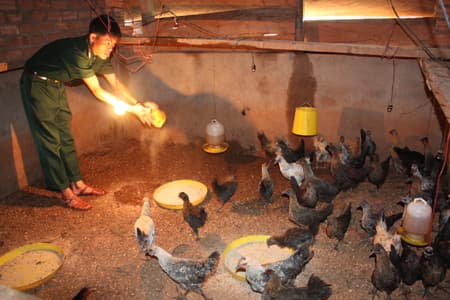 Bộ đội giúp dân nuôi gà thịt đen