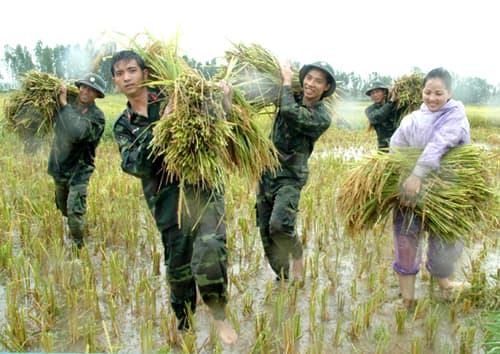 Bộ đội Sư đoàn 301 giúp dân gặt lúa chạy nước