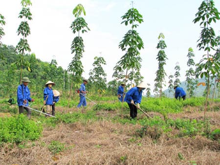 Bảo vệ rừng, giải pháp cho những thách thức môi trường