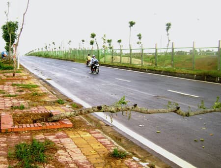 Hàng trăm cây mới trồng bị chết, đổ