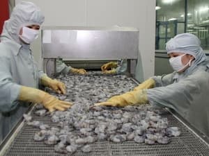 Vasep quyết bảo vệ quyền lợi cho doanh nghiệp xuất khẩu tôm