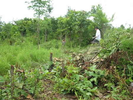 "Lâm tặc"trong vai chủ rừng