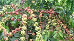 Cà phê đứng trước nguy cơ mất mùa vì dịch bệnh