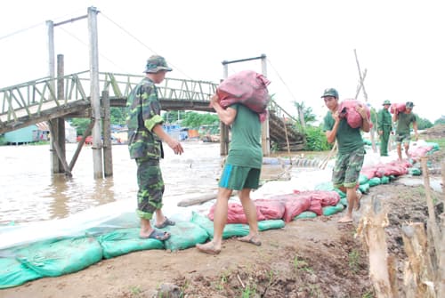 Dầm mình đắp đê cứu lúa