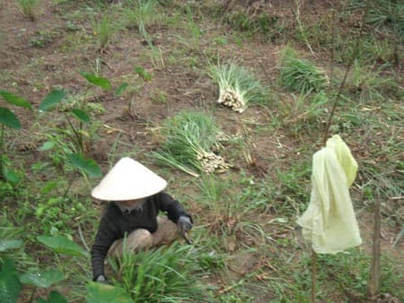 Lộc Sơn, mùa sả cuối năm
