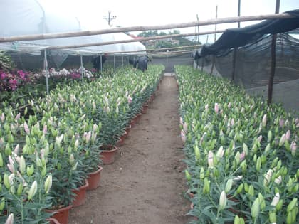 Hoành Bồ phát triển nghề trồng hoa