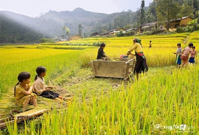 Mùa vàng rơm