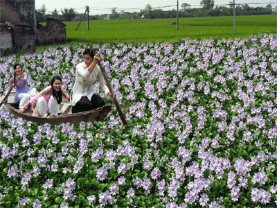 Mùa hoa bưng biền