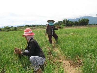 Người dân cần cây, con giống và tiền vốn