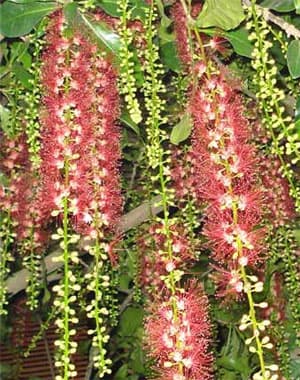 Cây tình yêu của mẹ và con