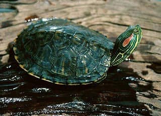 Hoàn thành việc giết mổ lô rùa tai đỏ bảo đảm đúng quy định