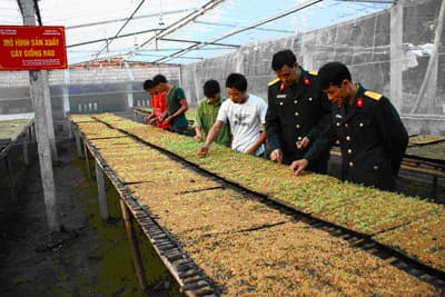 Những người lính ươm mầm xanh trên đảo
