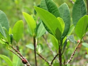 Cư dân Peru thời cổ đại cũng có tập tục "ăn trầu"