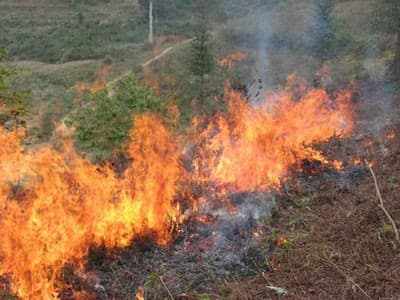 Hơn 200 cán bộ, học viên Trường Quân sự Quân khu 3 tham gia chữa cháy rừng