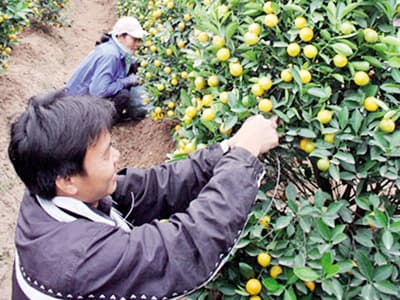 Hà Nội: Đáp ứng đủ nhu cầu đào, quất dịp Tết Tân Mão